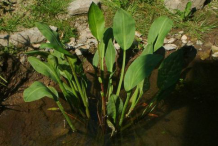 Water-plantain-Plant-growing-in-water