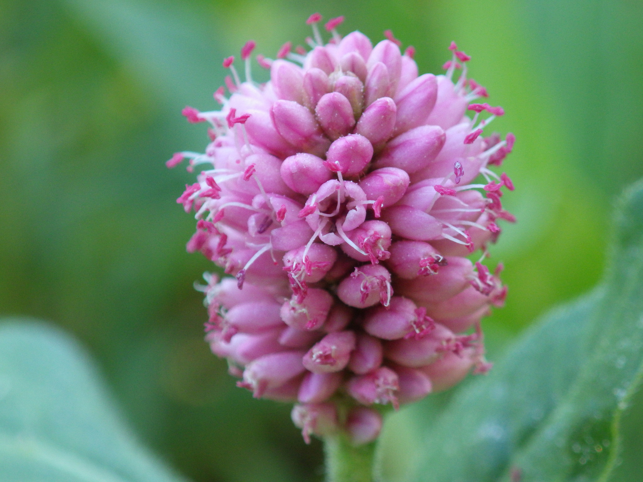 Close-view-of-Water-Smartweed-flower