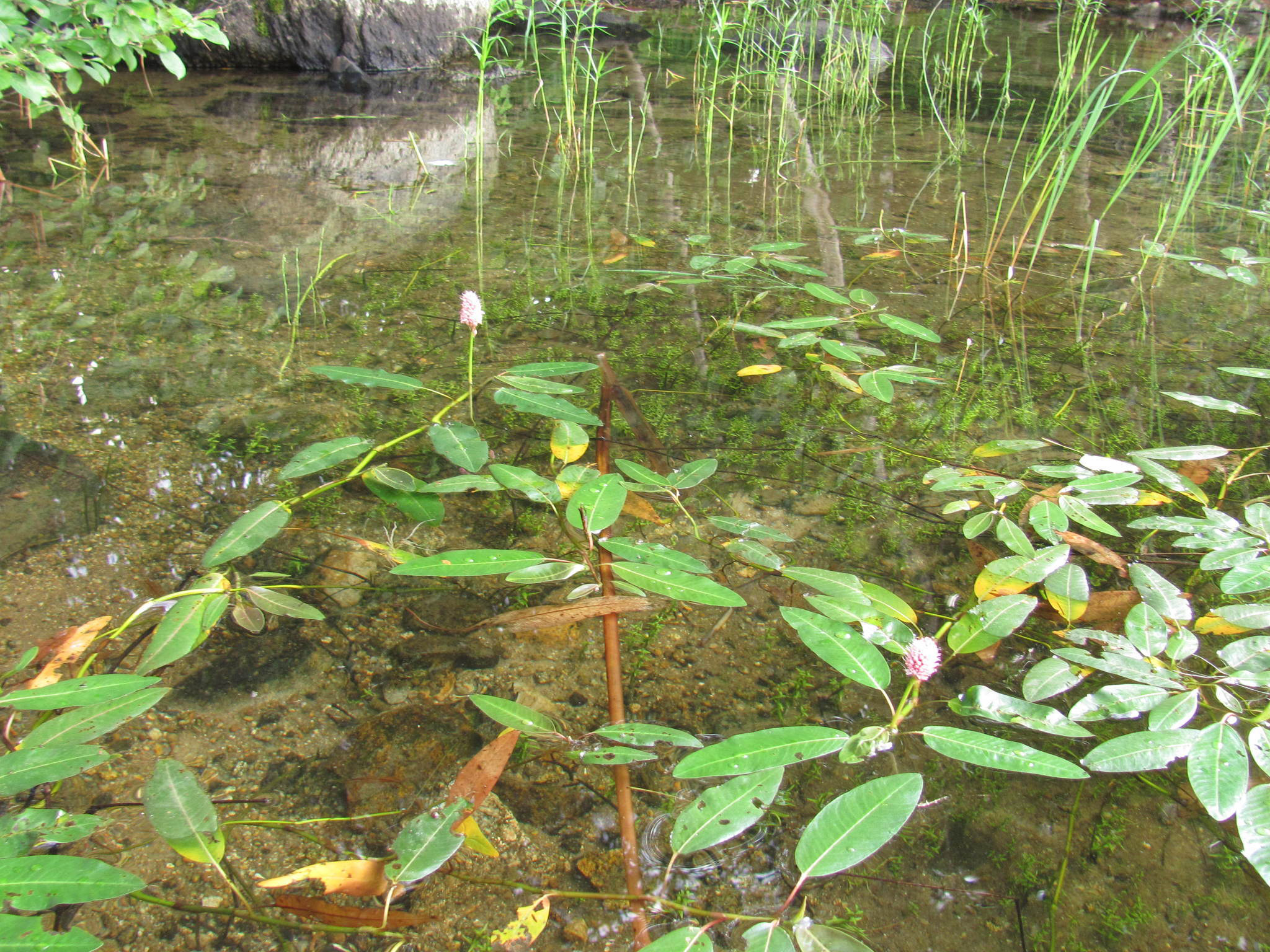 Water-Smartweed-plants