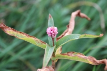Water-smartweed-flower