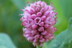 Close-view-of-Water-Smartweed-flower