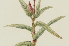 Plant-illustration-of-Water-Smartweed
