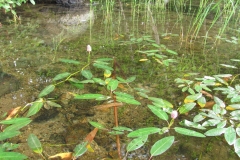 Water-Smartweed-plants