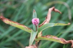 Water-smartweed-flower