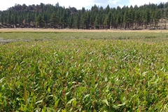 Water-smartweed-plantation