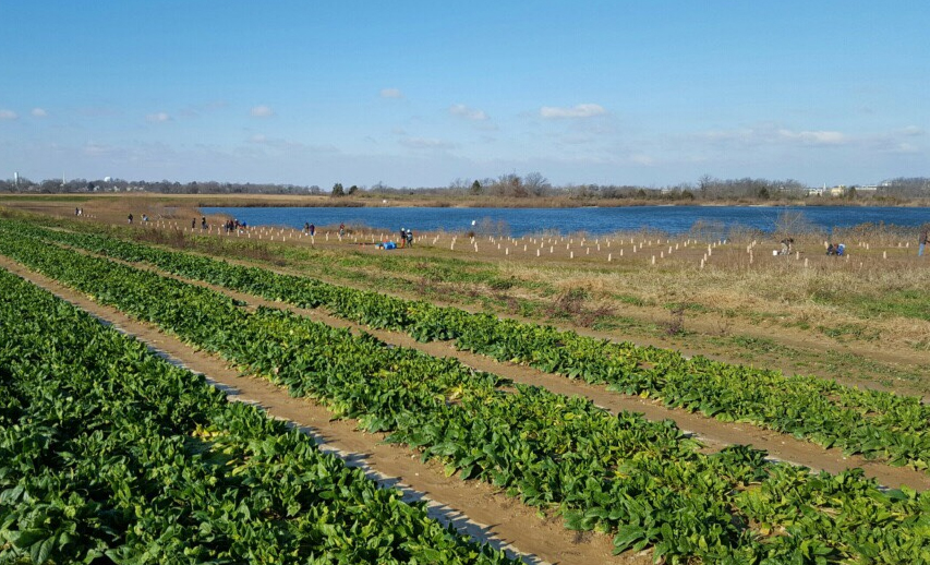Water-spinach-farm