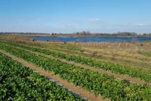 Water-spinach-farm