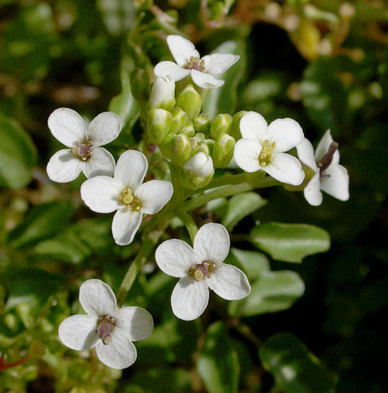 Close-up-flower-of-Watercress