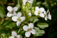 Close-up-flower-of-Watercress