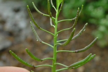 Fruit-of-Watercress
