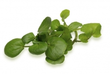 Leaves-of-Watercress