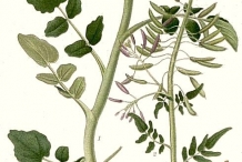 Plant-illustration-of-Watercress