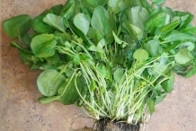 Plant-of-Watercress