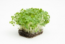 Seedlings-of-Watercress