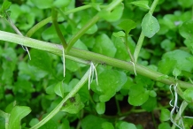 Stem-of-Watercress