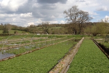 Watercress-farm