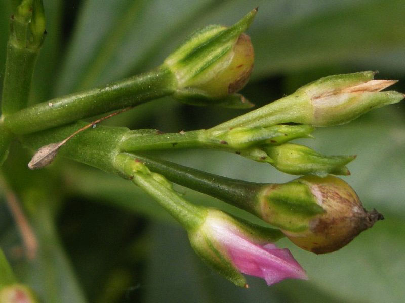 Flowering-buds-of-Waterleaf