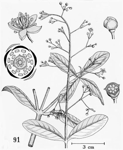 Plant-Illustration-of-Waterleaf