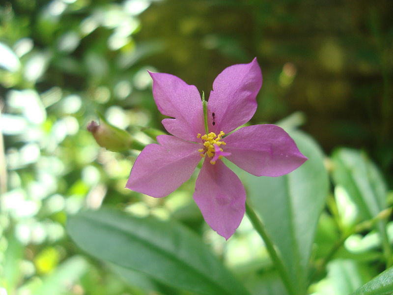 Waterleaf-Flower