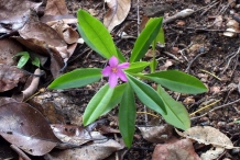 Small-Waterleaf-plant