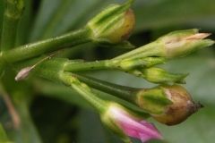 Flowering-buds-of-Waterleaf