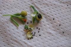 Fruit-and-seeds-of-Waterleaf
