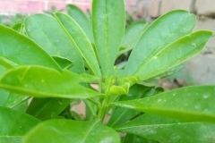 Leaves-of-Waterleaf