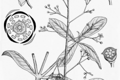 Plant-Illustration-of-Waterleaf