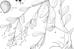 Sketch-of-Waterleaf