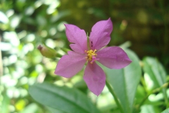 Waterleaf-Flower