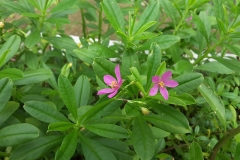 Waterleaf-Plant-growing-wild