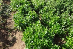 Waterleaf-farming