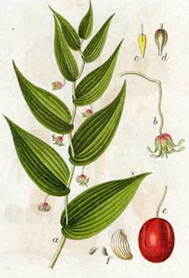 Plant-Illustration-of-Watermelon-berry