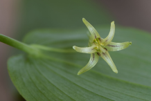 Flower-of-Watermelon-berry