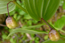Immature-fruits-of-Watermelon-berry
