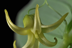 Closer-view-of-flower-of-Watermelon-berry