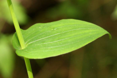 Closer-view-of-leaves-of-Watermelon-berry