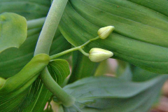 Flowering-buds-of-Watermelon-berry