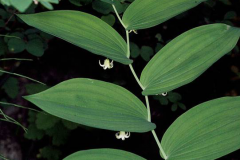 Leaves-of-Watermelon-berry