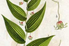 Plant-Illustration-of-Watermelon-berry