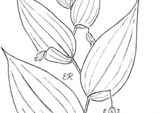 Sketch-of-Watermelon-berry