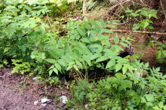Watermelon-berry-Plant-growing-wild