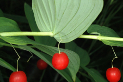 Watermelon-berry-fruit-on-the-plant