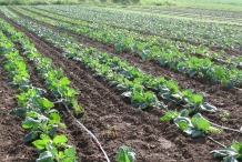 Watermelon-farm