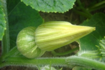 Watermelon-flower-bud