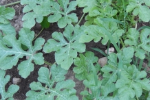 Watermelon-leaves