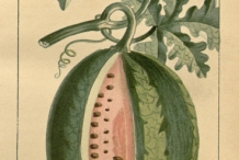 Watermelon-plant-illustration