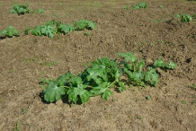 Watermelon-plant
