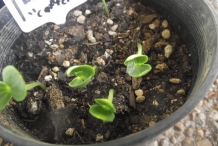 Watermelon-seedlings