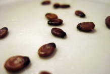 Watermelon-seeds